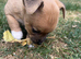 Jack x chi puppies!