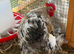Handsome Pekin Cockerel FREE to good home