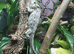 Cuban False Chameleon