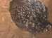 Kalij pheasant pair
