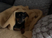 Miniature Dachshund X
