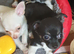 Chihuahua puppies ready now Lincolnshire