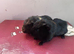 two crested sows