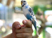 Baby budgies
