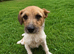 Jack Russel adult girl for sale