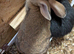 4 pure new Zealand bucks available. 2 rare colours