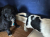 Beautiful cocker spaniel puppies