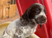 Cocker spaniel puppies