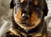Gorgeous full pedigree Rottweiler puppies