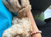 F2b Male Cockapoo Puppy