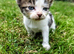 Georgous Kittens Looking For A New Home