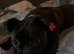 Staffordshire bull terrier pup