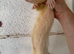 Semi angora albino hob