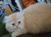 Long hair exotic Persian boy
