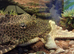 Plecs for sale