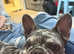 Male and female French bulldogs
