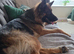 GSD. Litter of 3 - 1 sable boy available