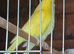 Budgies - Proven Adults
