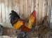 LF gold partridge brahma- hatching eggs
