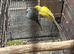 Indian Ringneck babes
