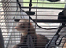 Polecat