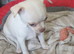Chihuahua puppies Alford lincs