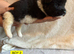 AKITA PUPS FROM KC REG REG PARENTS.