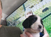 Spaniel pups