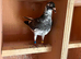 Pigeons for sale