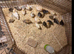 Different variety of bantams for sale