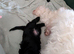 Last little cavapoo x boy left