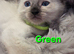 GCCF REG. EXTENSIVELY TESTED RAGDOLL KITTENS