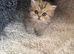 Stunning Golden Shaded Persian KittenTeddy Bear