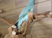 Baby Blue Ring Neck Talking Parrots, 9