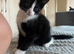 Female kitten