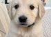 Golden retriever puppies