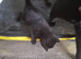 2 Black kittens