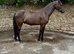 14.1 Connemara x Thoroughbred gelding 14.1 4 yrs old