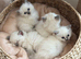 1 xBlue Lynx & Blue Point Kittens