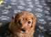 6 beautiful cavapoo puppies