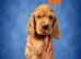 Superb show type cocker spaniel puppies