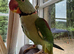 Tame alexandrine cock