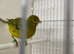 Fife canary just starting to sing
