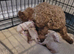 Adult Poochon Girl Apricot dwarf type