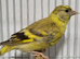 Mutation British ( Siskins ) ONLY now