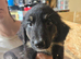 6 left of 11 beautiful Bernedoodle puppies *READY TO GO*