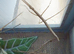 Medauroidea Extradentata Annam Stick Insect 10-15 Eggs - Vietnamese