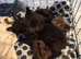 Siamese X British shorthaired kittens available. Payment plan accepted till ready.