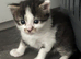 2 male kittens