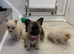 Pomchi micro teacup